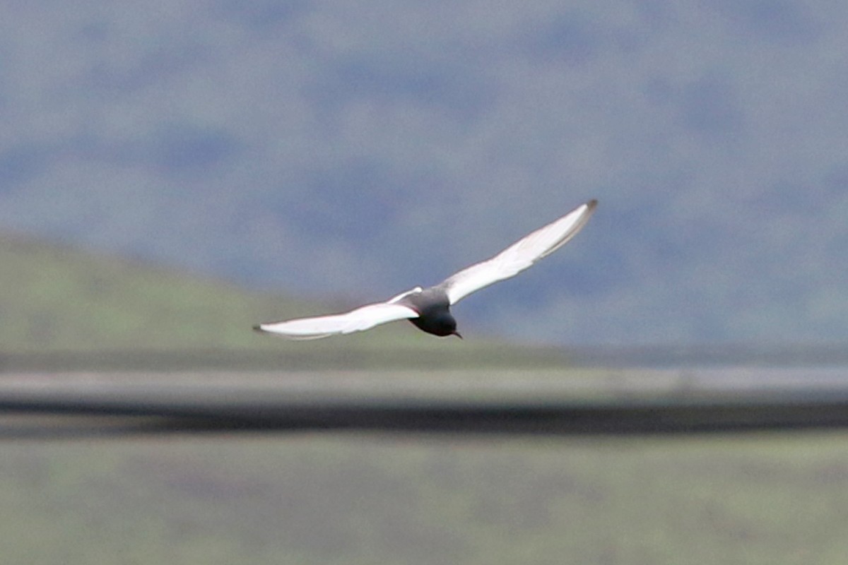 White-winged Tern - ML60966451