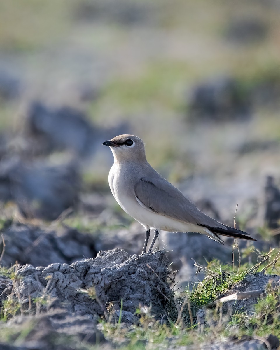 Small Pratincole - ML609664548