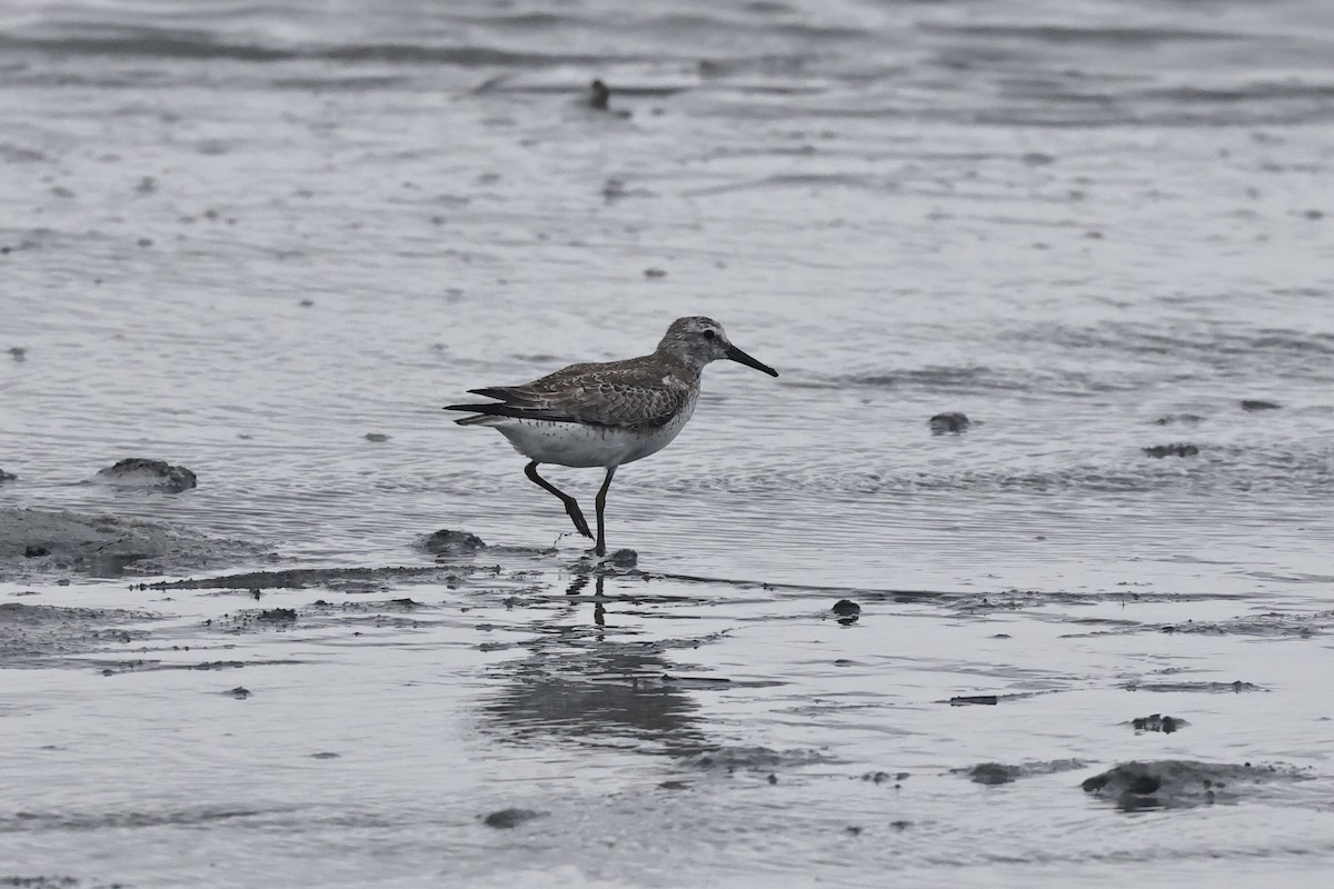 Red Knot - HsuehHung Chang