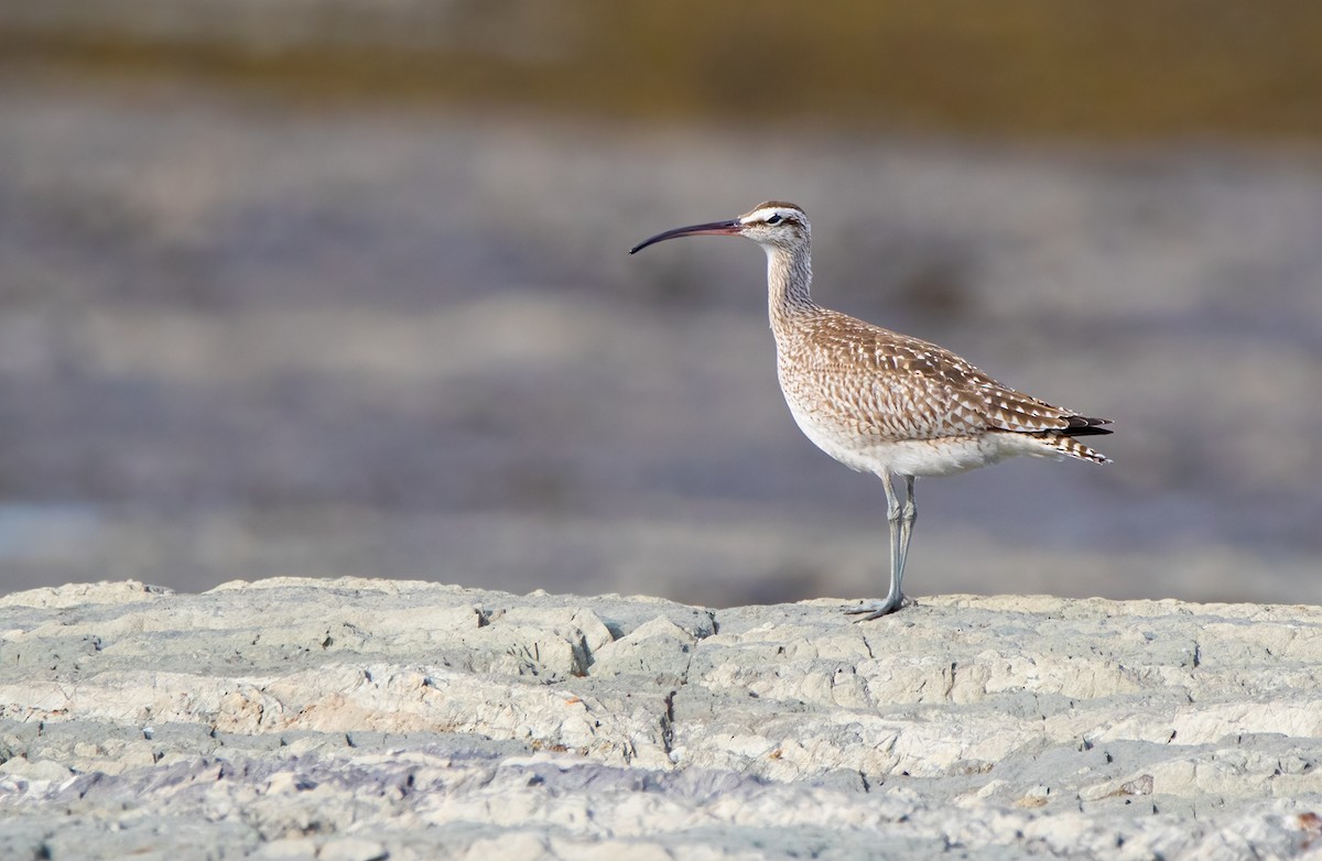 Whimbrel - Marie-Josee D'Amour