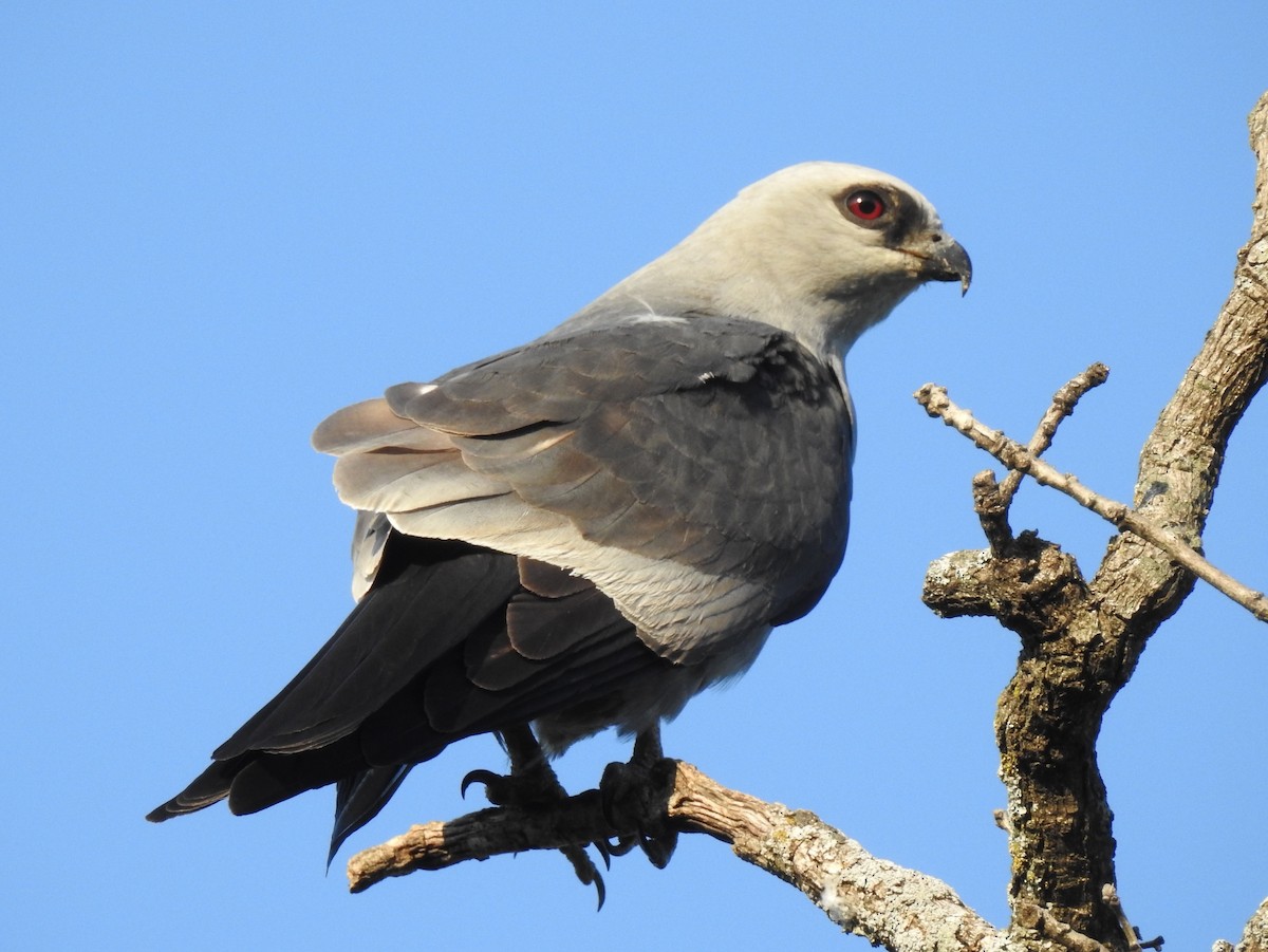 Mississippi Kite - Chris Davis