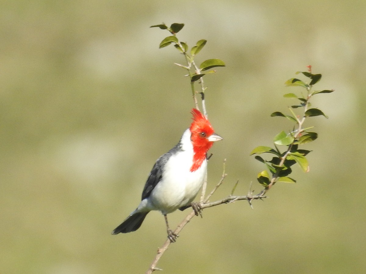 Red-crested Cardinal - ML609664623