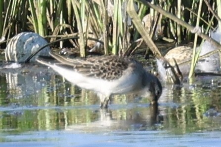 shorebird sp. - ML609664711