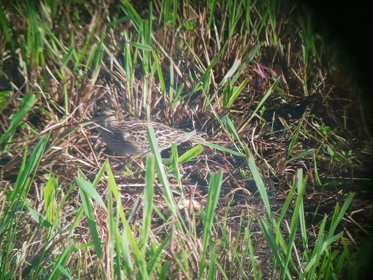 Pectoral Sandpiper - ML609664720