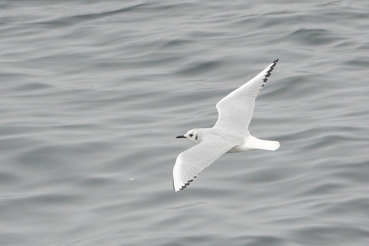 Bonaparte's Gull - ML609664792