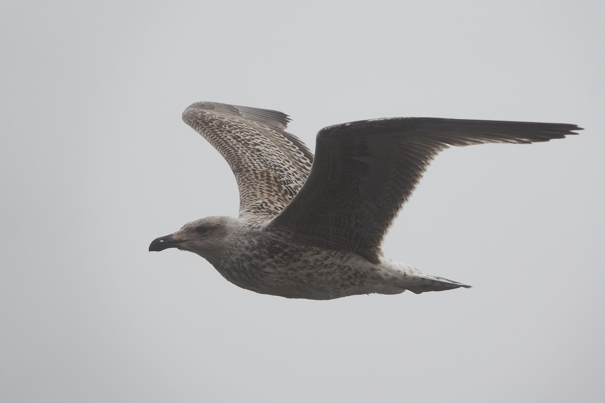 Great Black-backed Gull - Elodie Roze