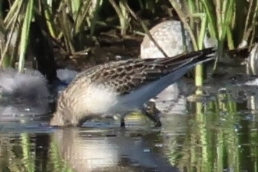 shorebird sp. - ML609664805