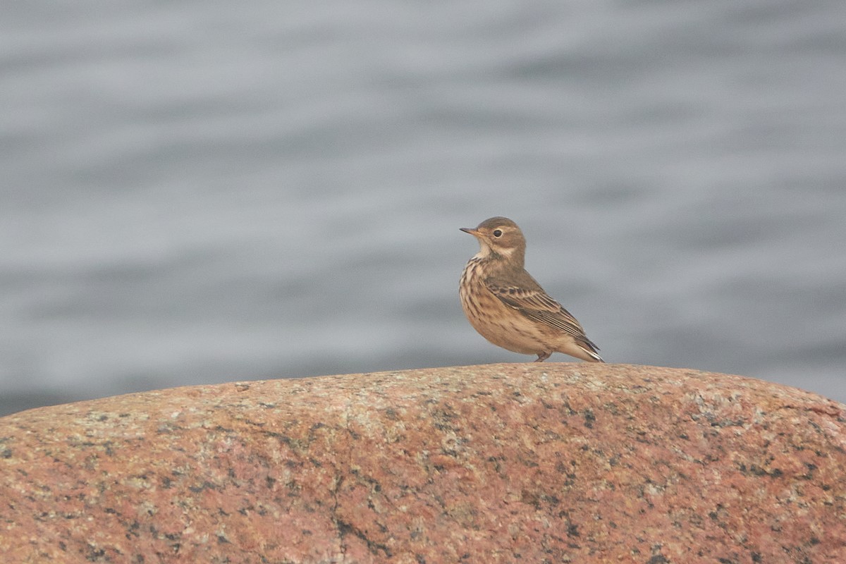 American Pipit - Elodie Roze