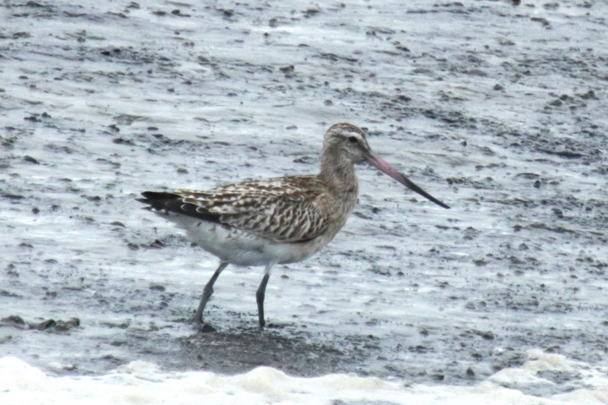 Bar-tailed Godwit - ML609665022