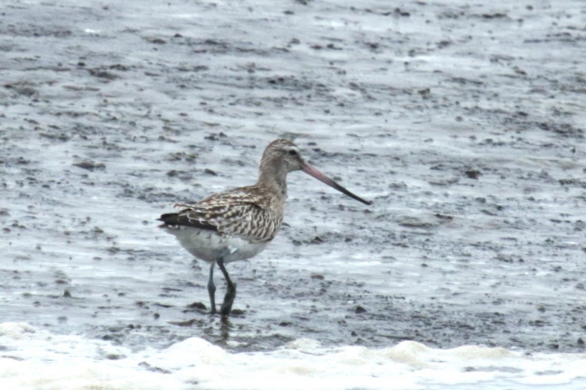 Bar-tailed Godwit - ML609665046