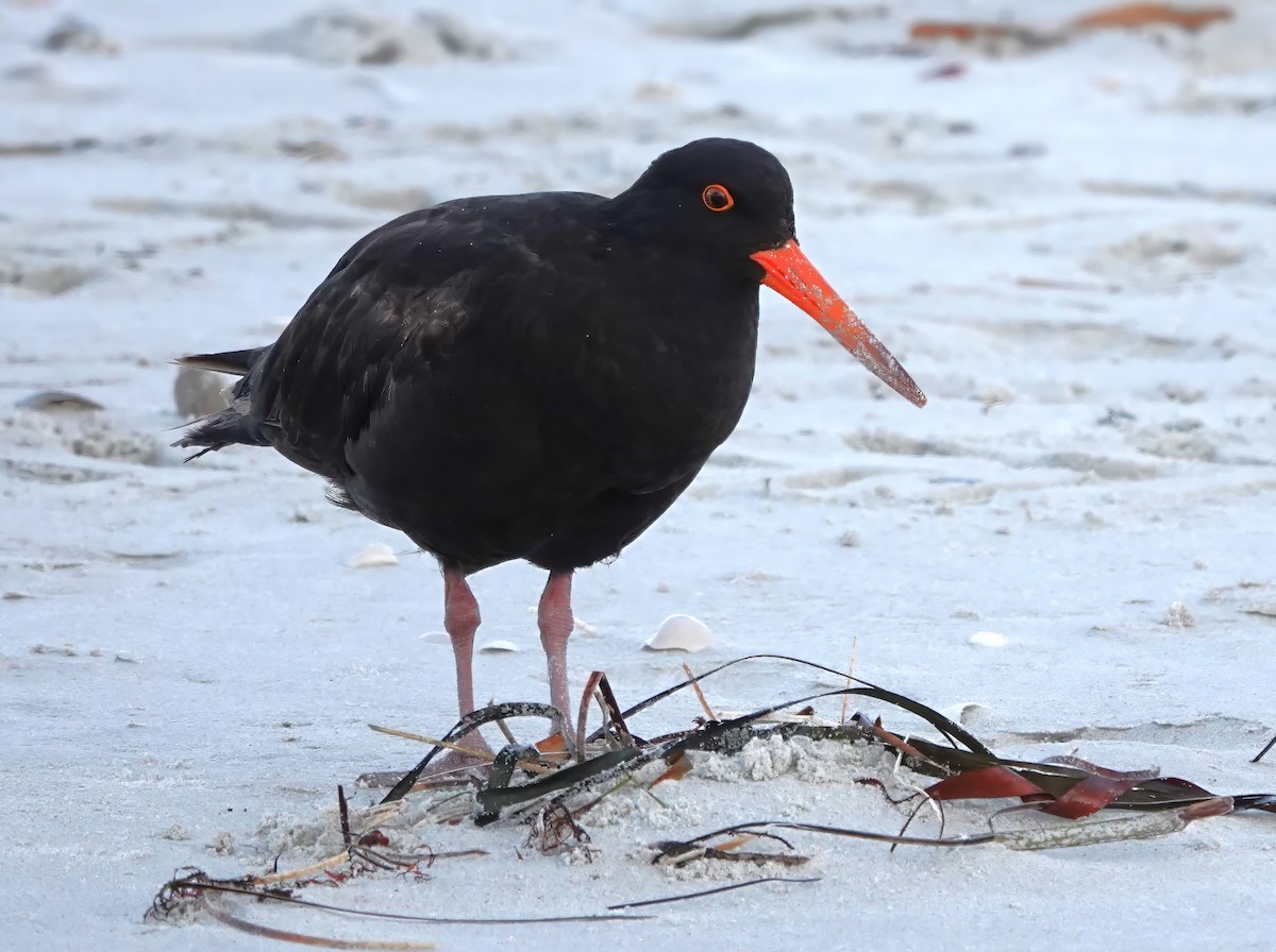 Sooty Oystercatcher - Jeb Kent