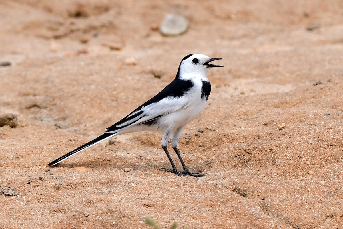 White Wagtail (Chinese) - Ajoy Kumar Dawn