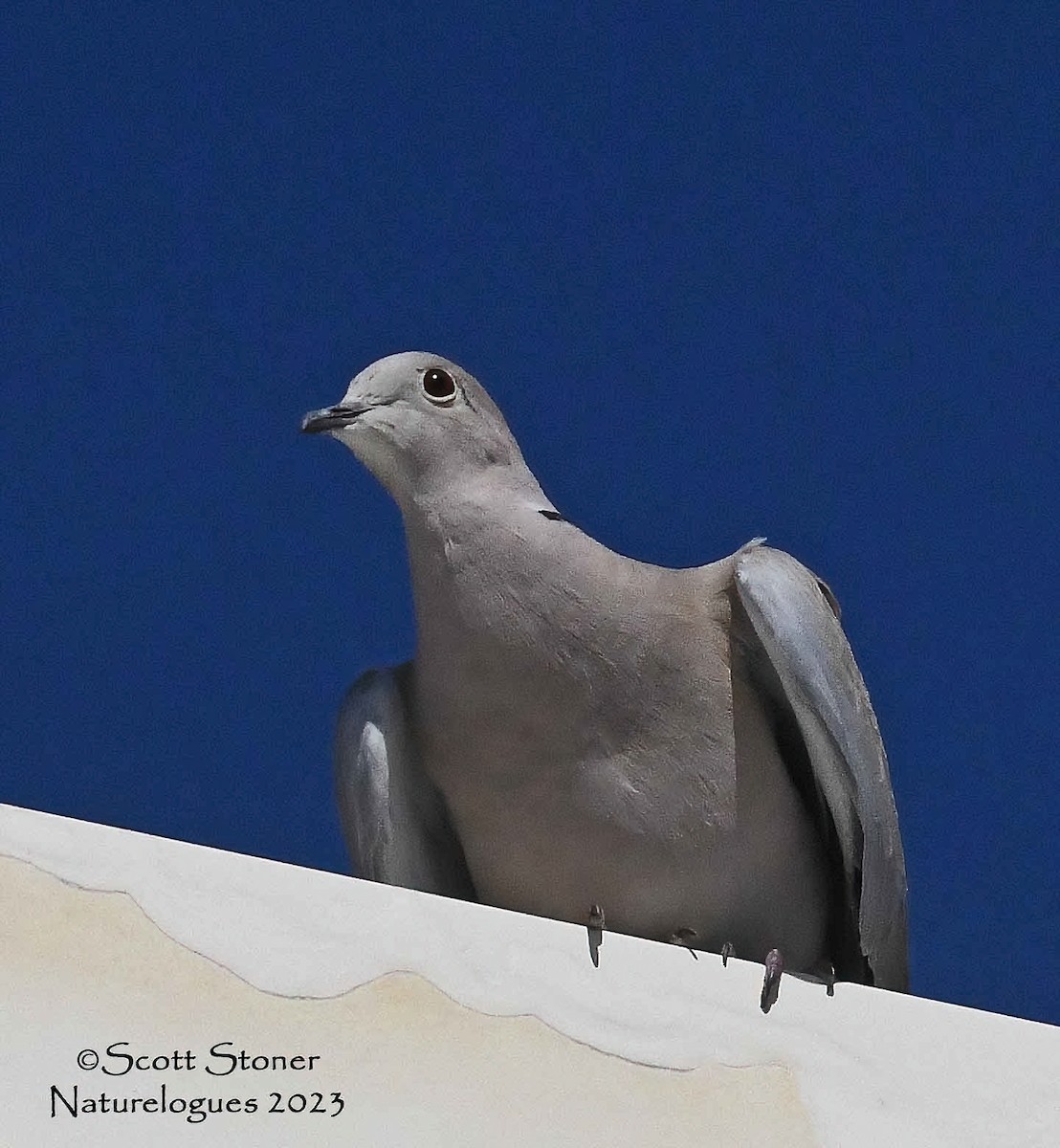 Eurasian Collared-Dove - Scott Stoner