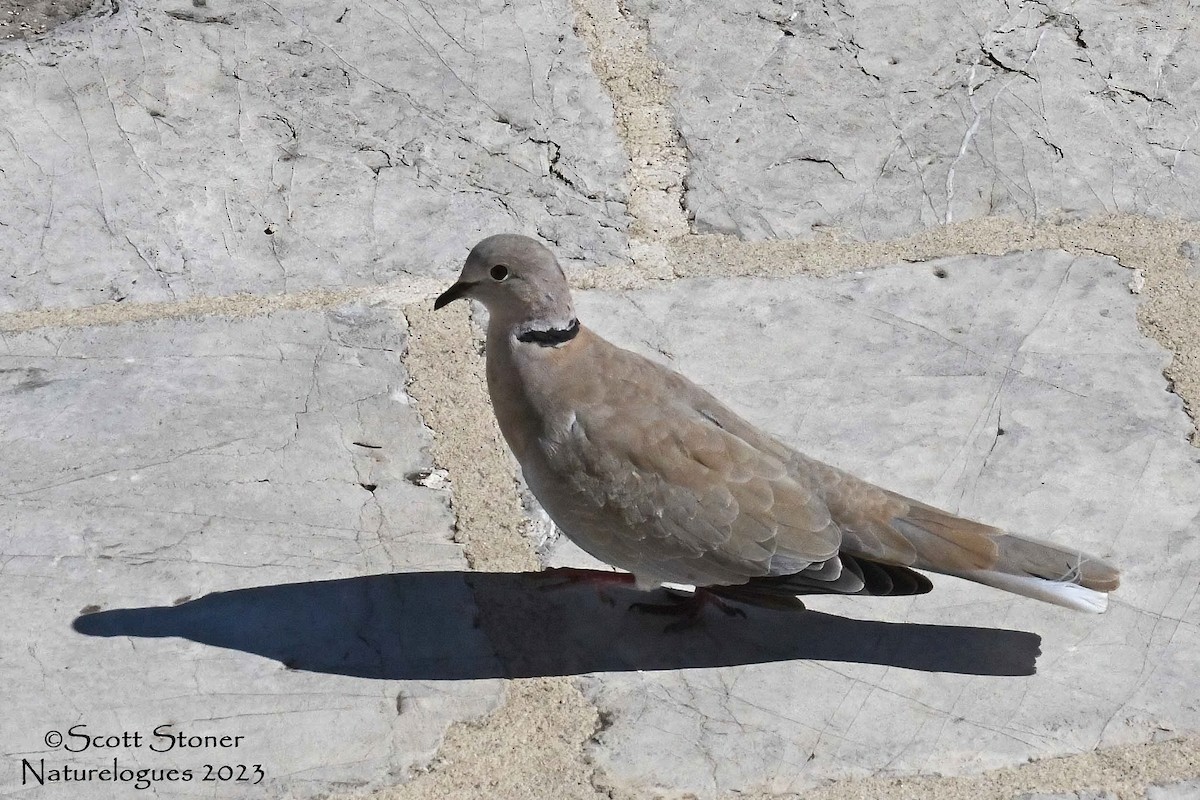 Eurasian Collared-Dove - ML609665095