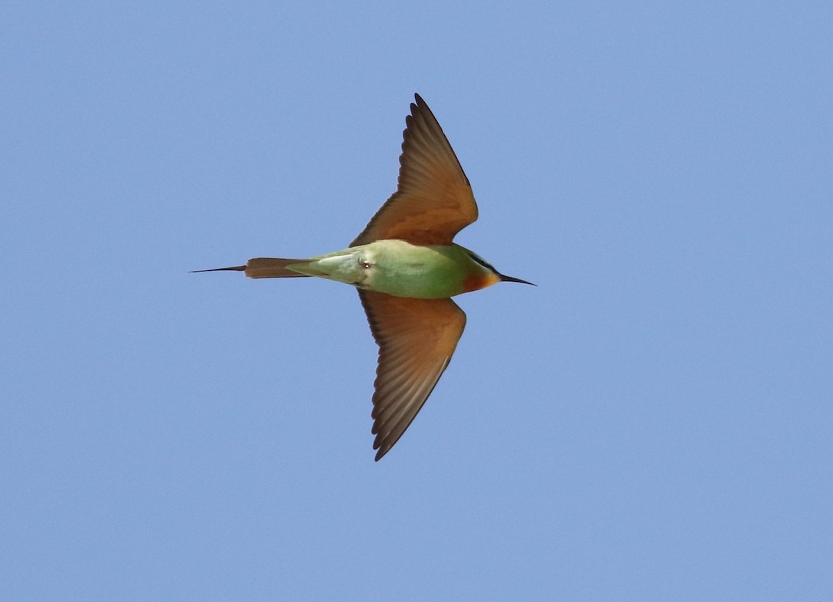 Blue-cheeked Bee-eater - Mark Baker