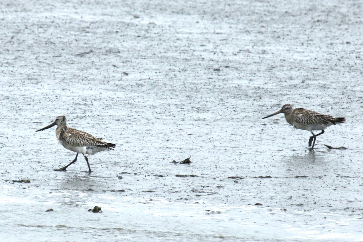 Bar-tailed Godwit - ML609665134