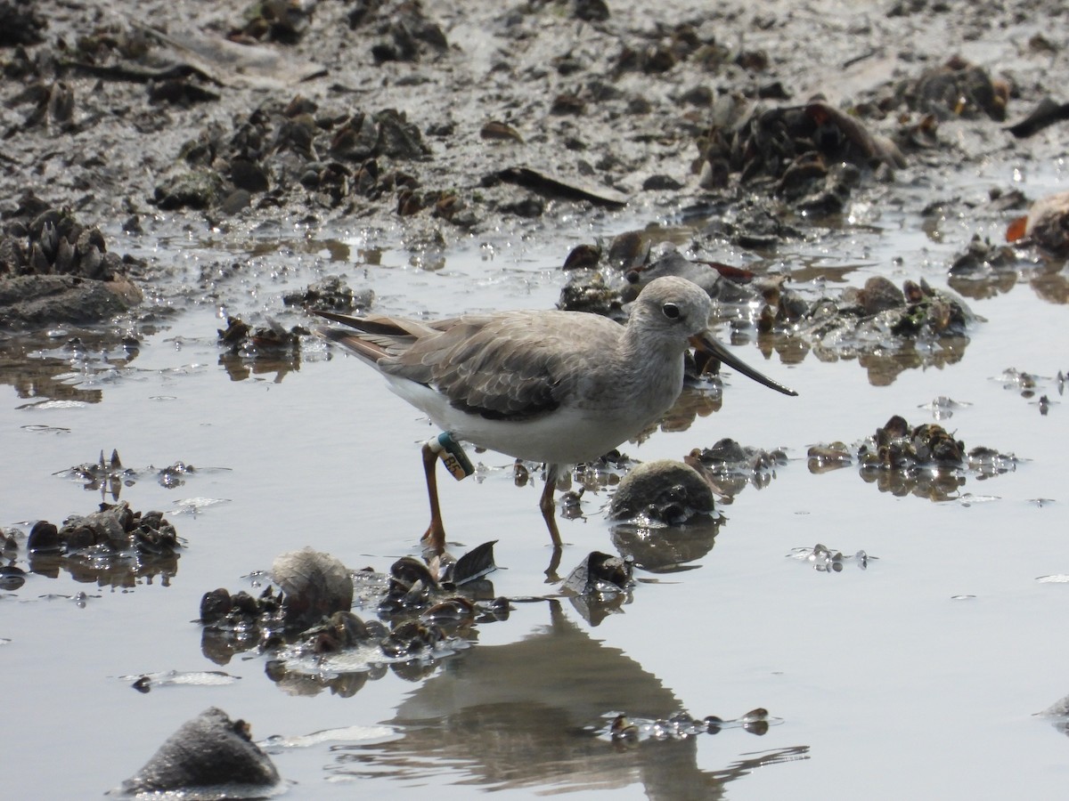 Terek Sandpiper - ML609665213