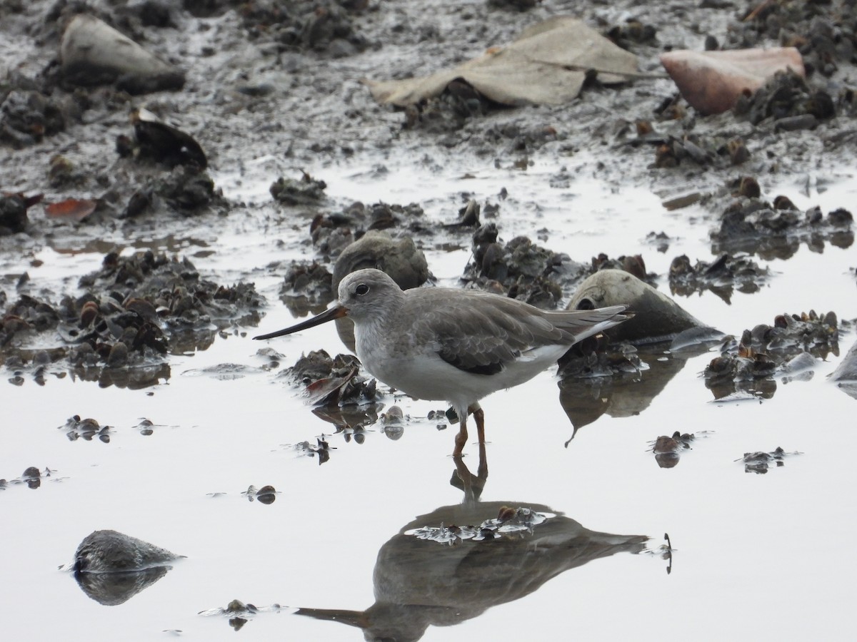 Terek Sandpiper - ML609665218