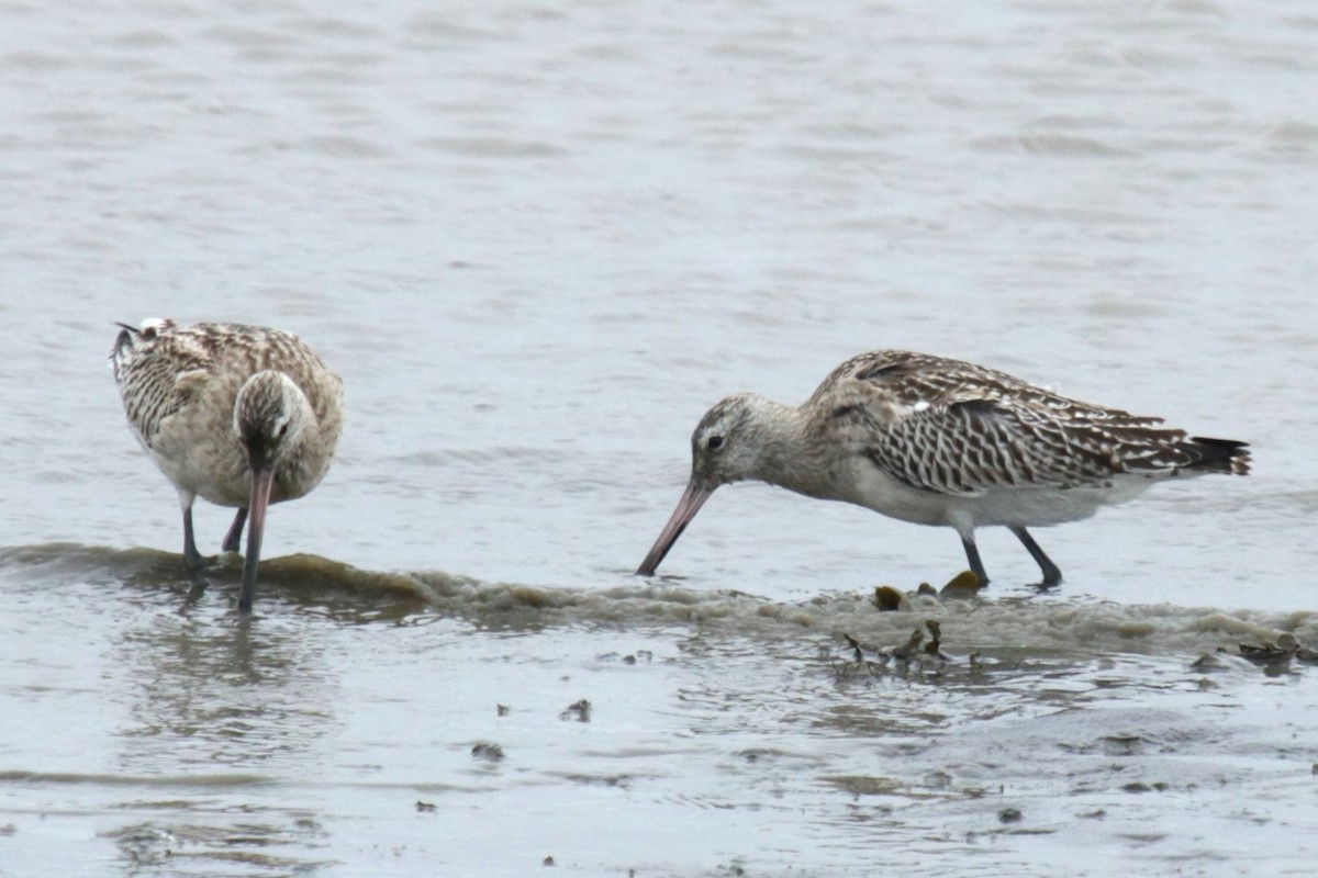 Bar-tailed Godwit - ML609665301