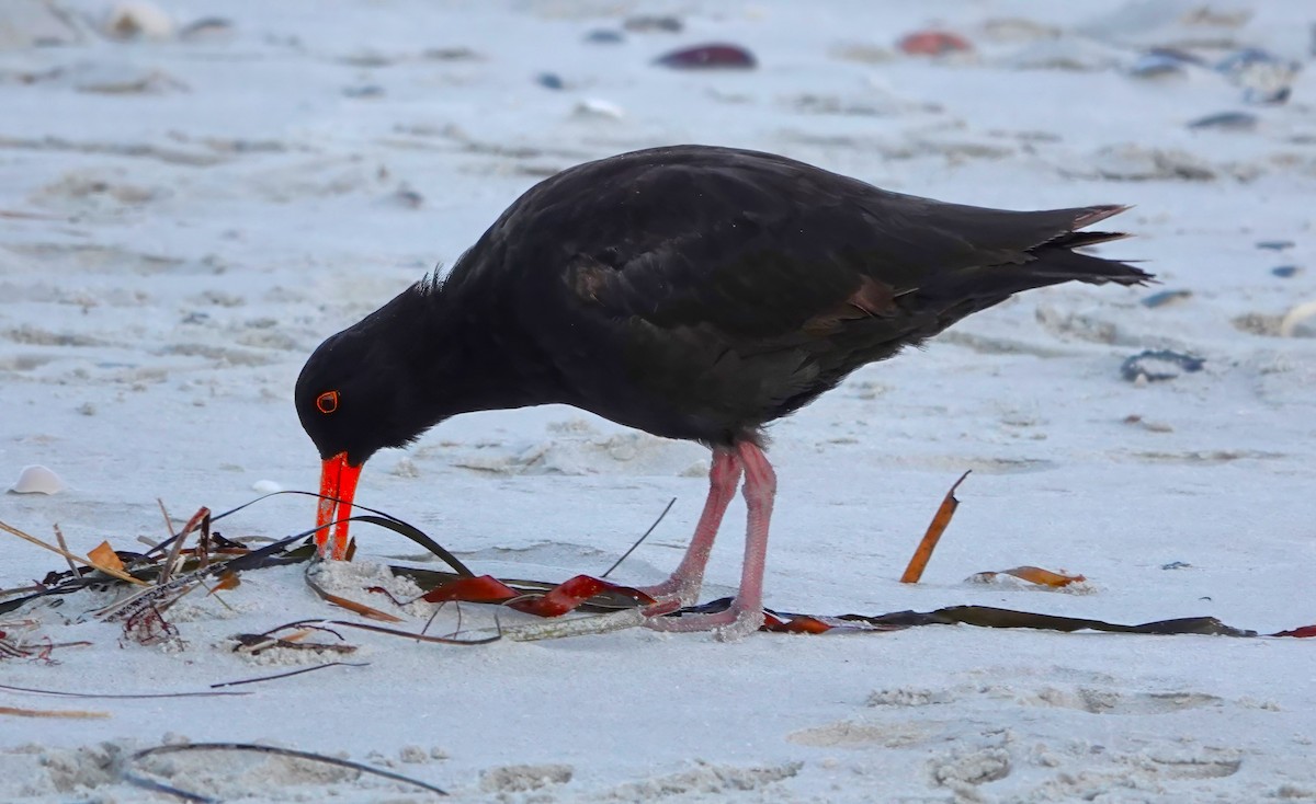 Sooty Oystercatcher - Jeb Kent