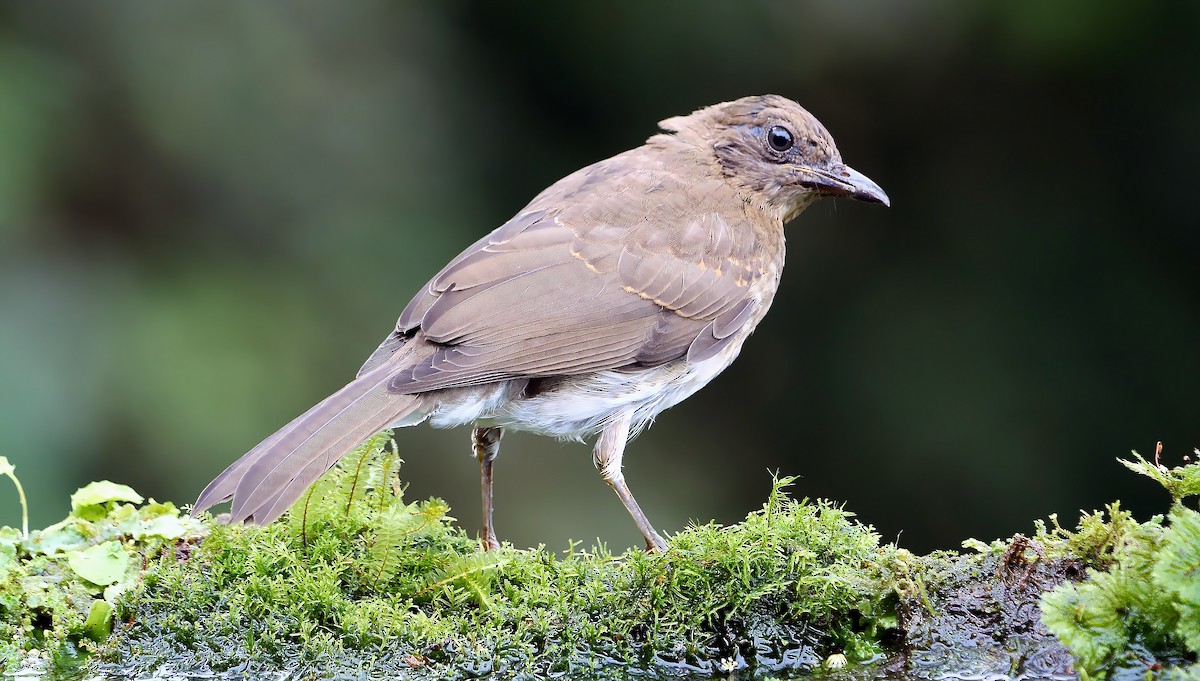 Black-billed Thrush (Drab) - ML609665500