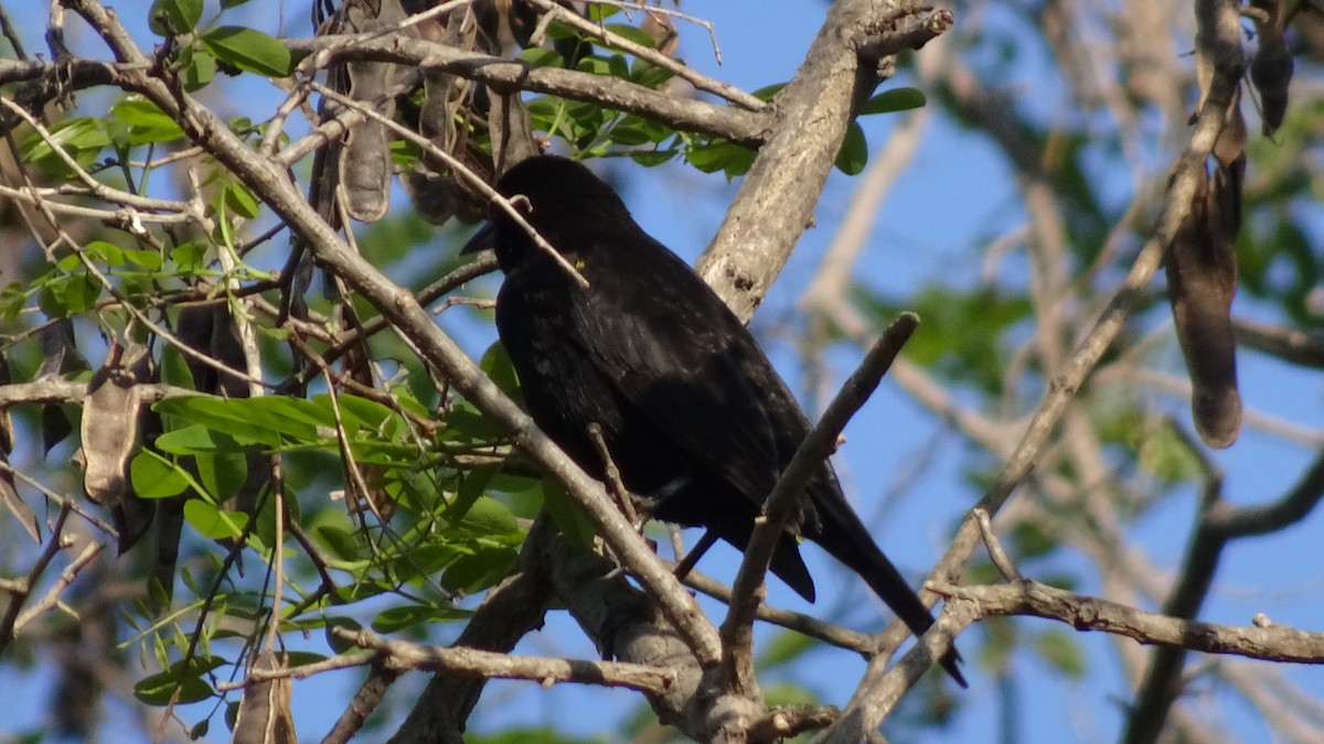 Austral Blackbird - ML609665502