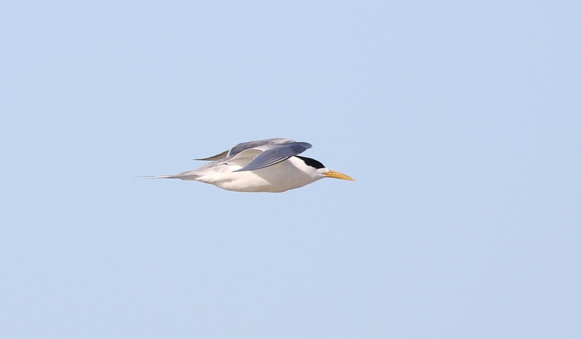 Great Crested Tern - ML609665575