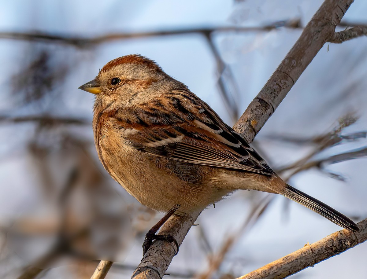American Tree Sparrow - ML609665704