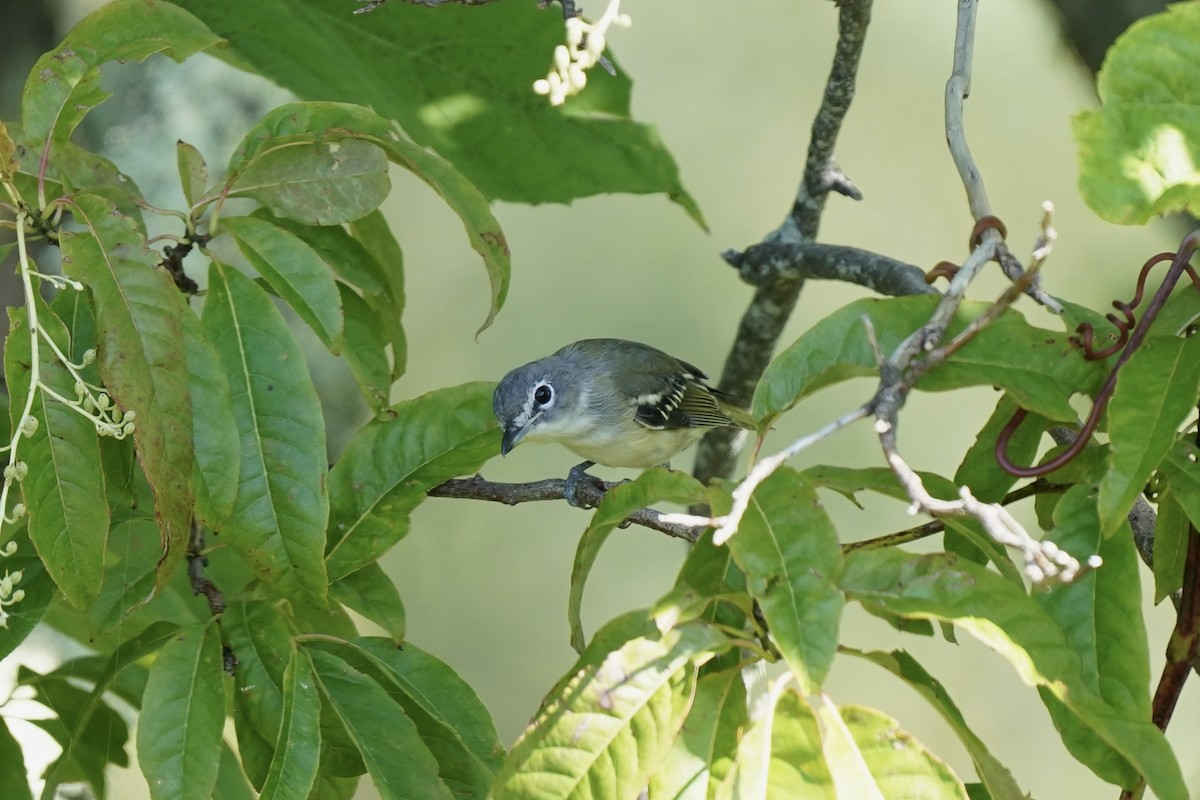 Blue-headed Vireo - ML609665767