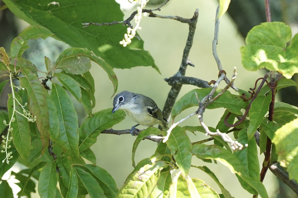 Blue-headed Vireo - ML609665770