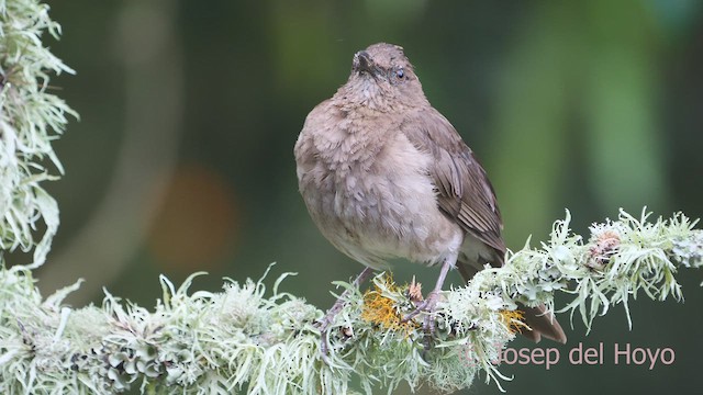 Black-billed Thrush (Drab) - ML609665810