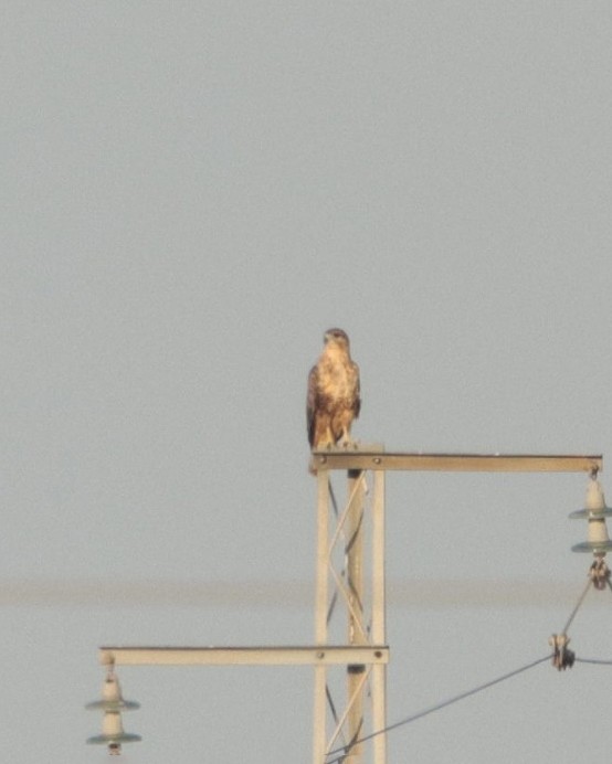 Long-legged Buzzard - Diego Neyra