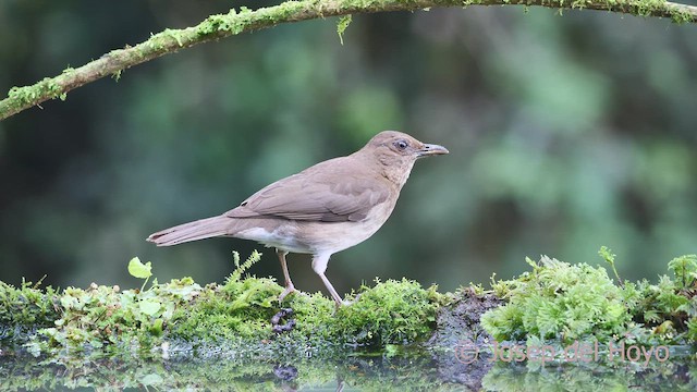 Black-billed Thrush (Drab) - ML609665876