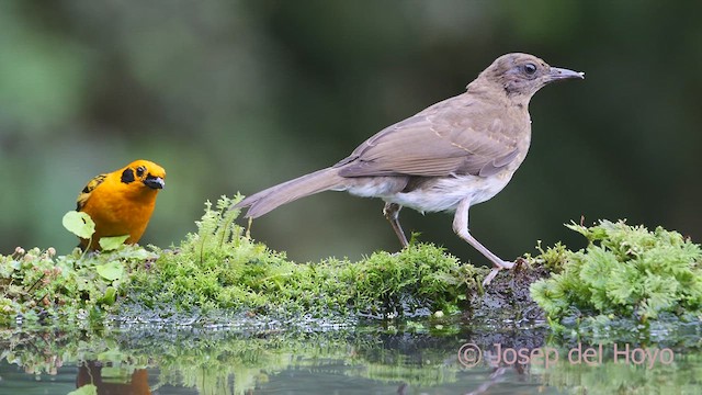 Black-billed Thrush (Drab) - ML609665963