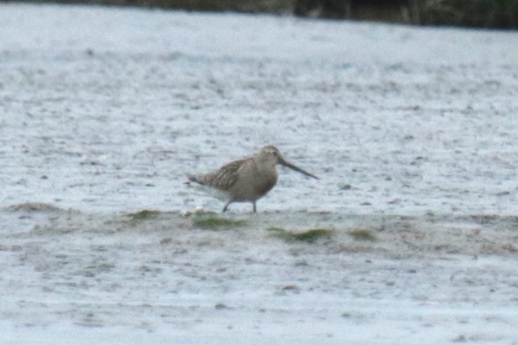 Bar-tailed Godwit - ML609665987