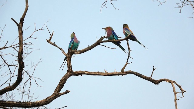 mandelík fialovoprsý (ssp. caudatus) - ML609666001