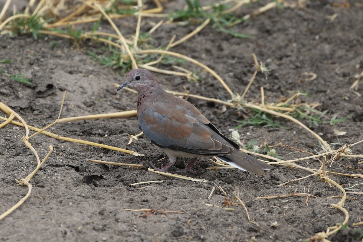 Laughing Dove - ML609666043