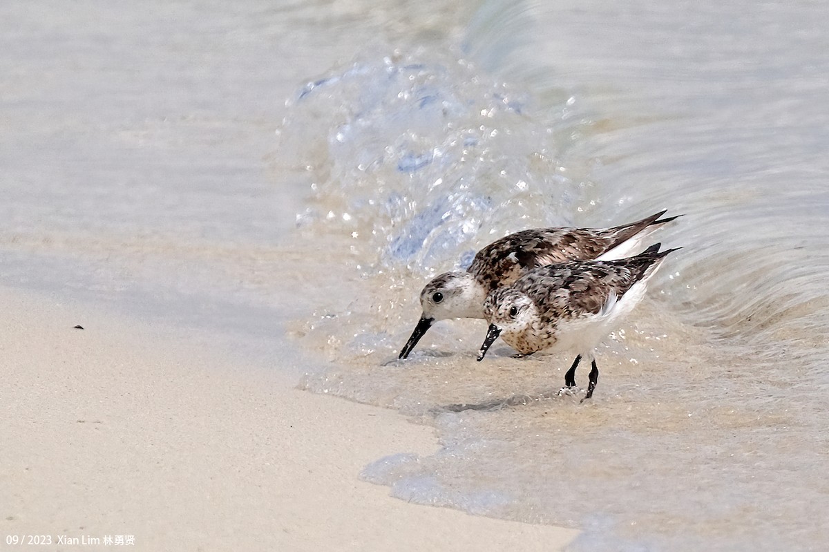 Sanderling - ML609666127