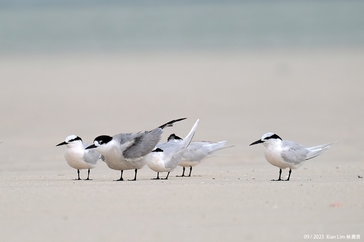 Black-naped Tern - ML609666145