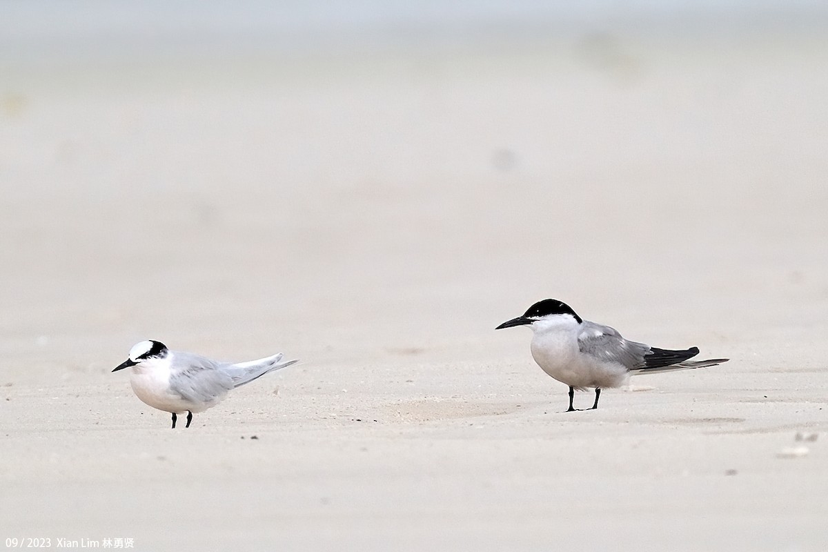 Common Tern - ML609666196