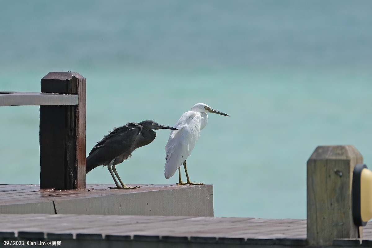 Pacific Reef-Heron - ML609666205