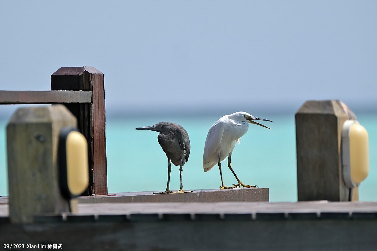 Pacific Reef-Heron - ML609666206