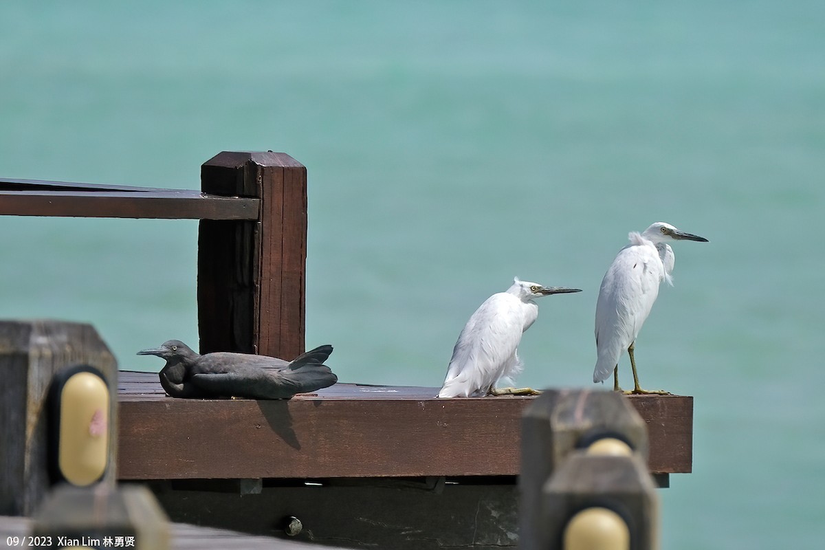 Pacific Reef-Heron - ML609666208