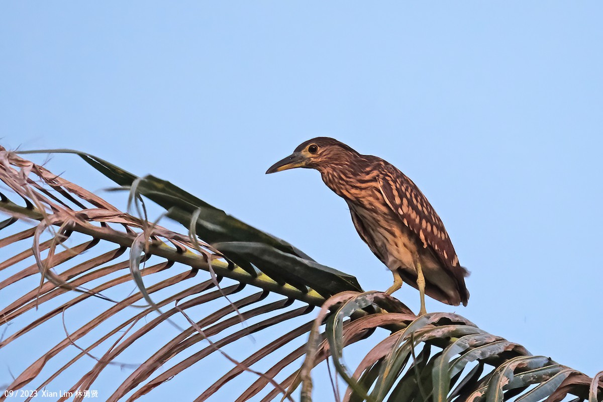 Nankeen Night Heron - Lim Ying Hien