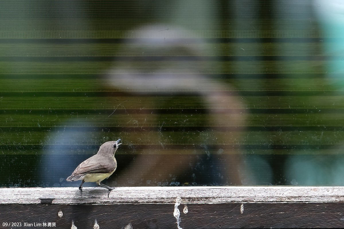 Golden-bellied Gerygone - ML609666215