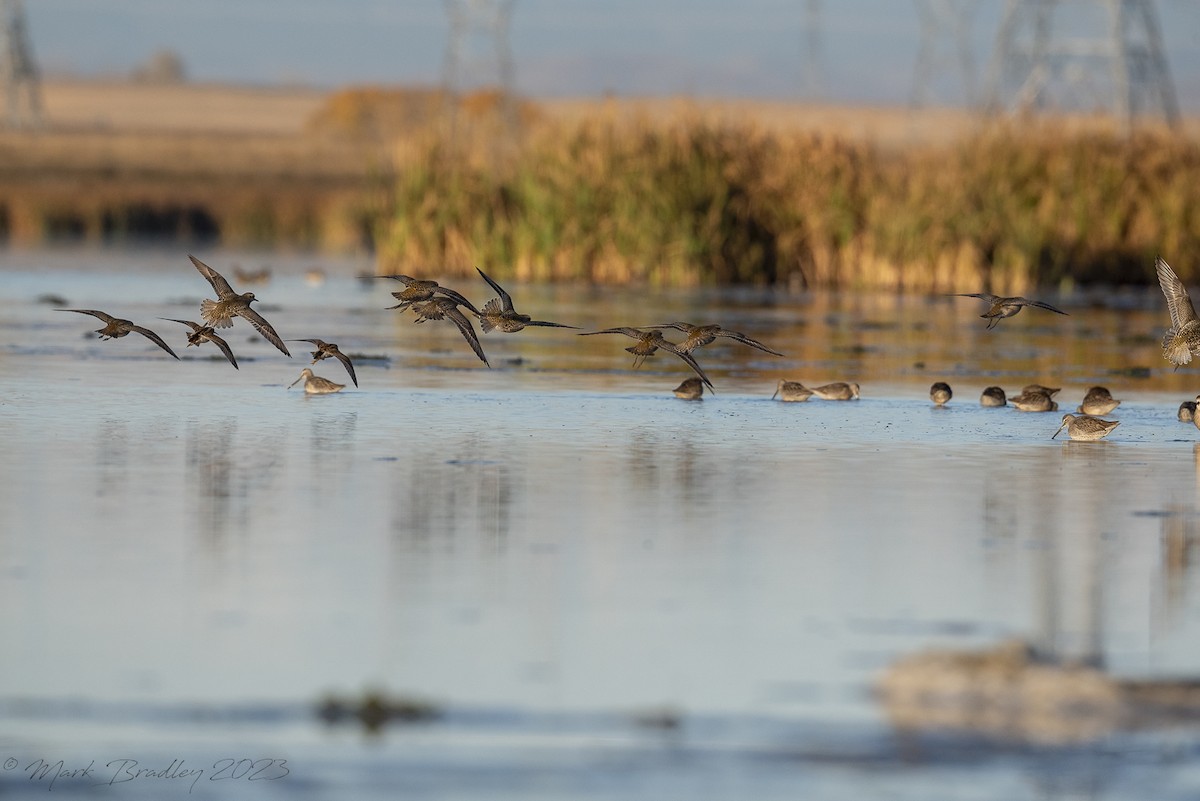 American Golden-Plover - mark bradley