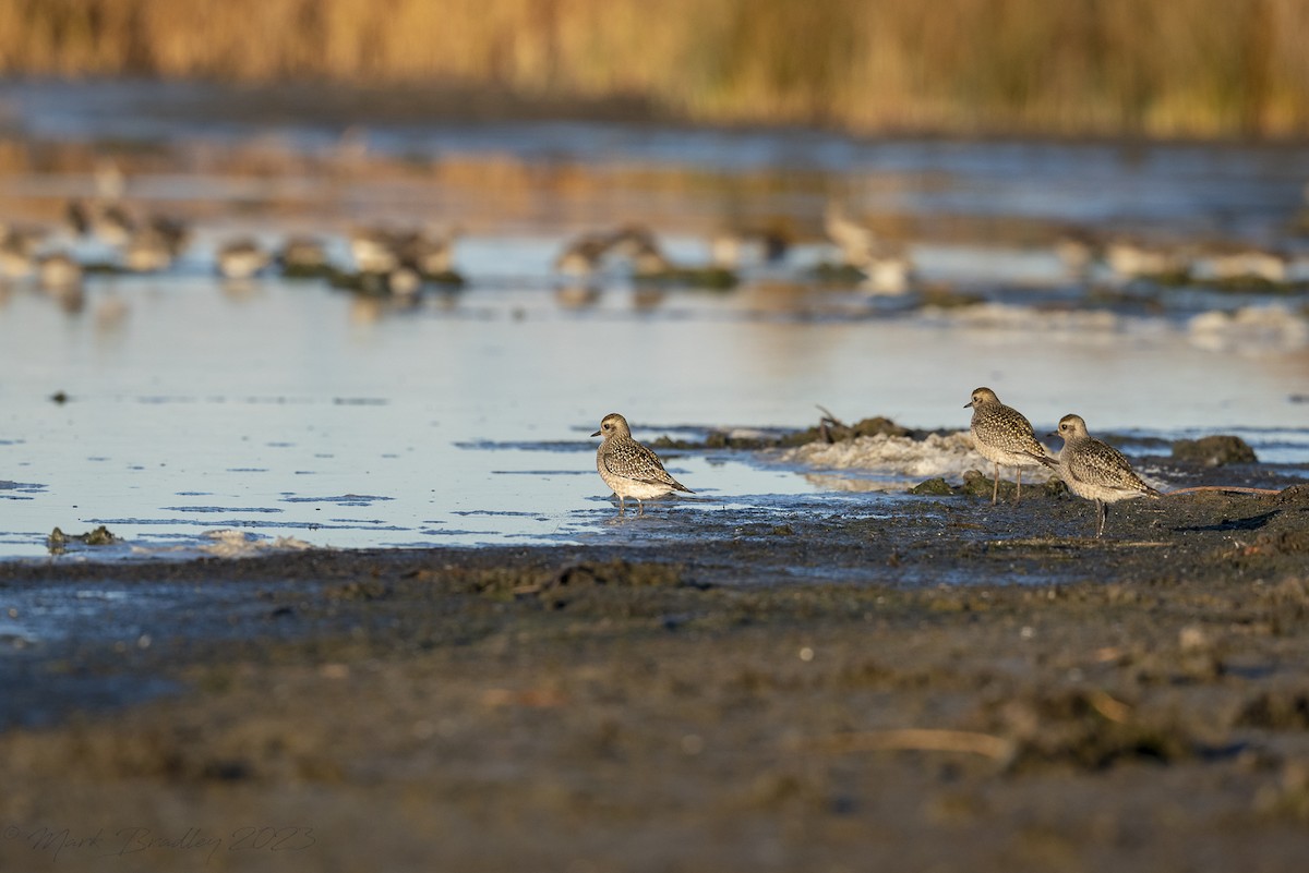 American Golden-Plover - ML609666248