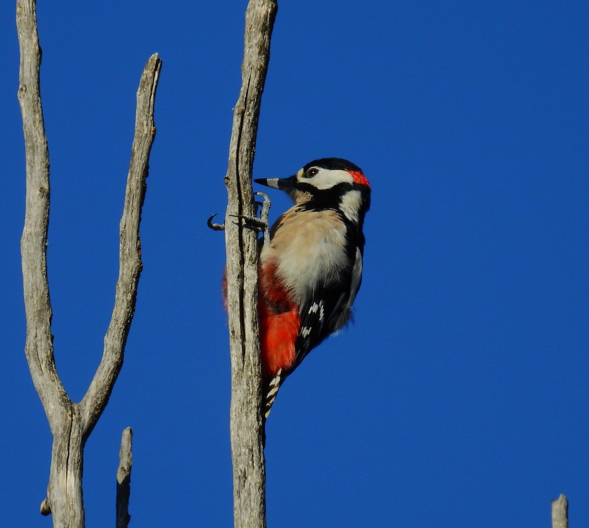 Great Spotted Woodpecker - ML609666270