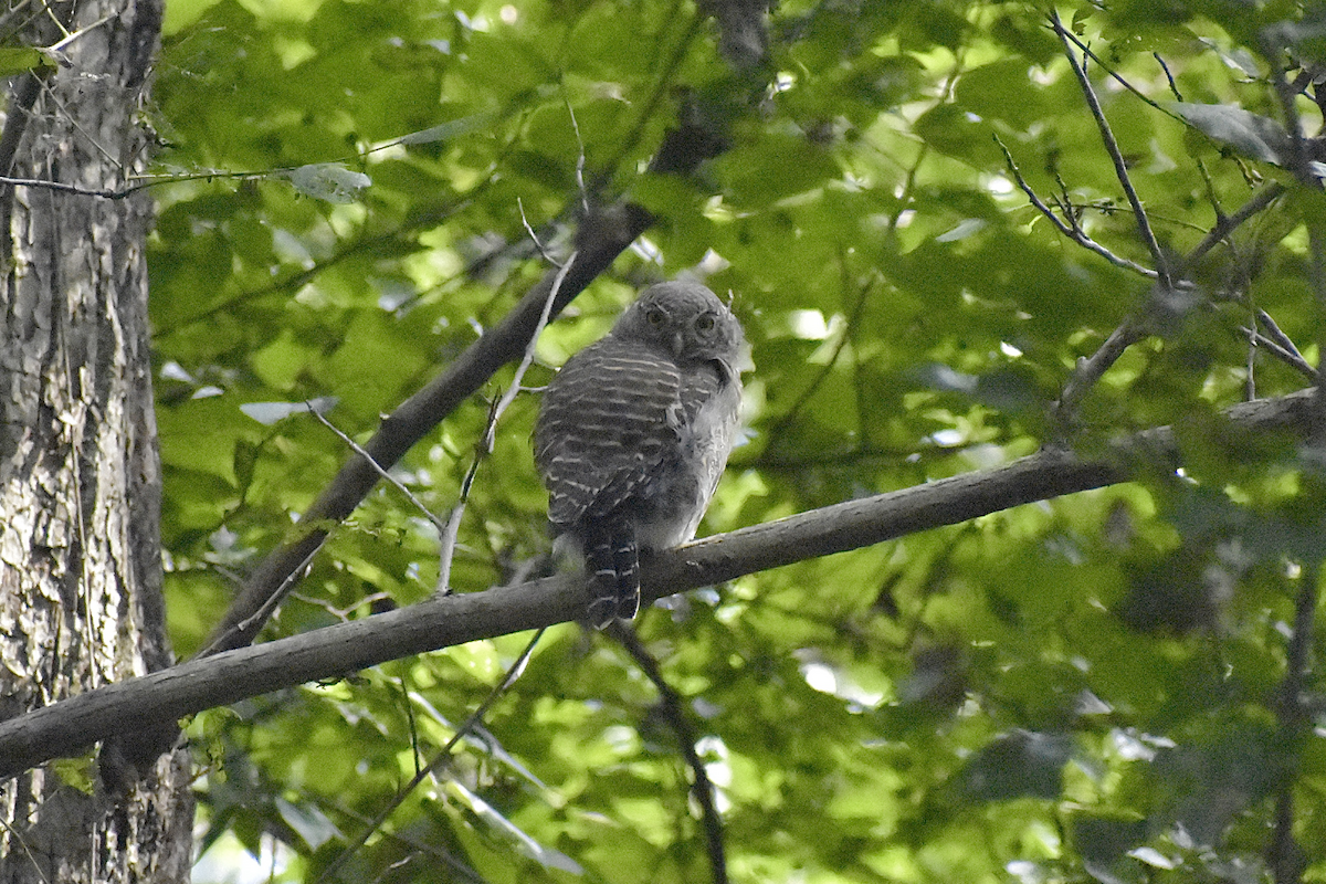 Asian Barred Owlet - ML609666294