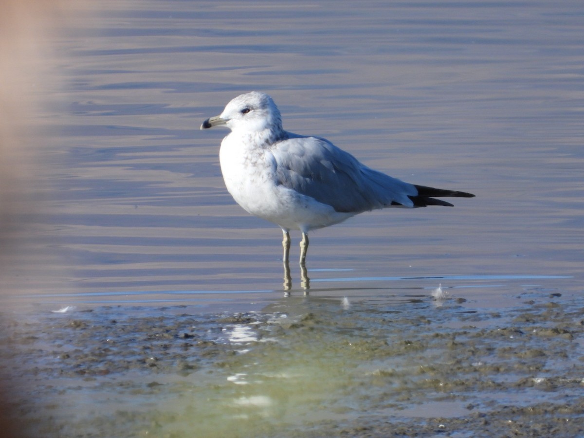 Ring-billed Gull - ML609666522